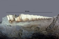 Turritella valriacencis